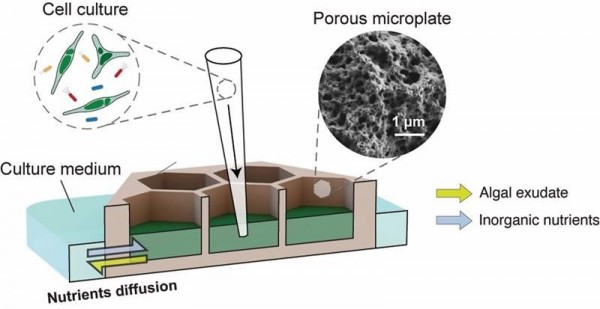 Disección de la ecología de microalgas y bacterias a través del tiempo y el espacio
