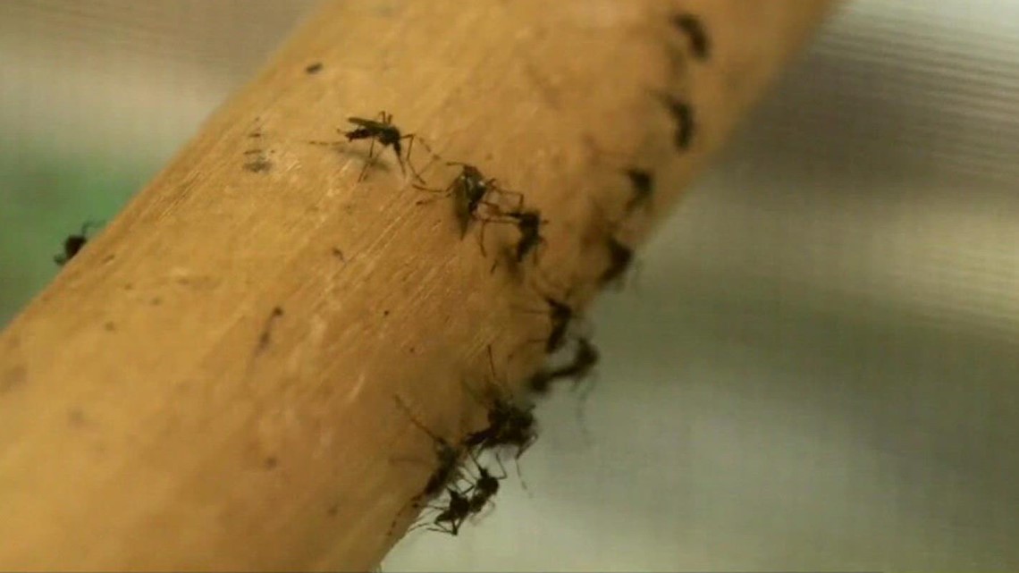 Experto en mosquitos explica los impactos de las lluvias recientes en la ecología de Coastal Bend