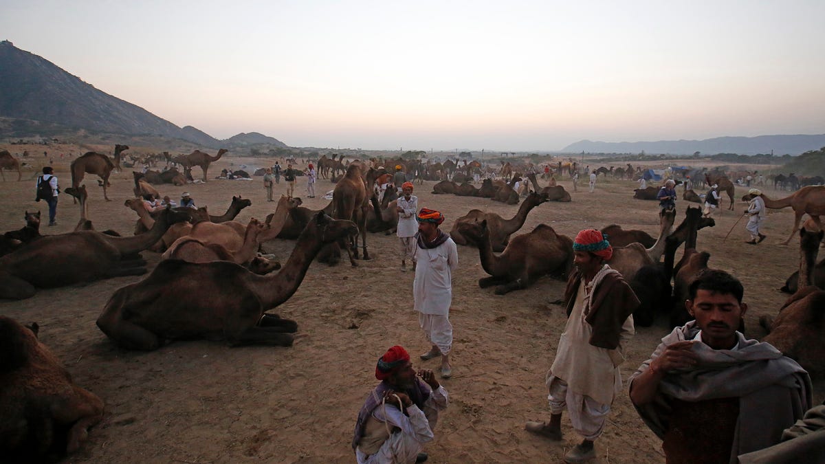 Rajasthan se está volviendo más húmedo y eso está dañando su ecología.