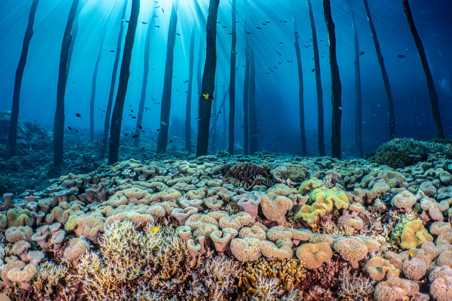 El Triángulo de Coral es una zona marítima en el Océano Pacífico occidental. El Triángulo de Coral es una zona marítima en el Océano Pacífico occidental.