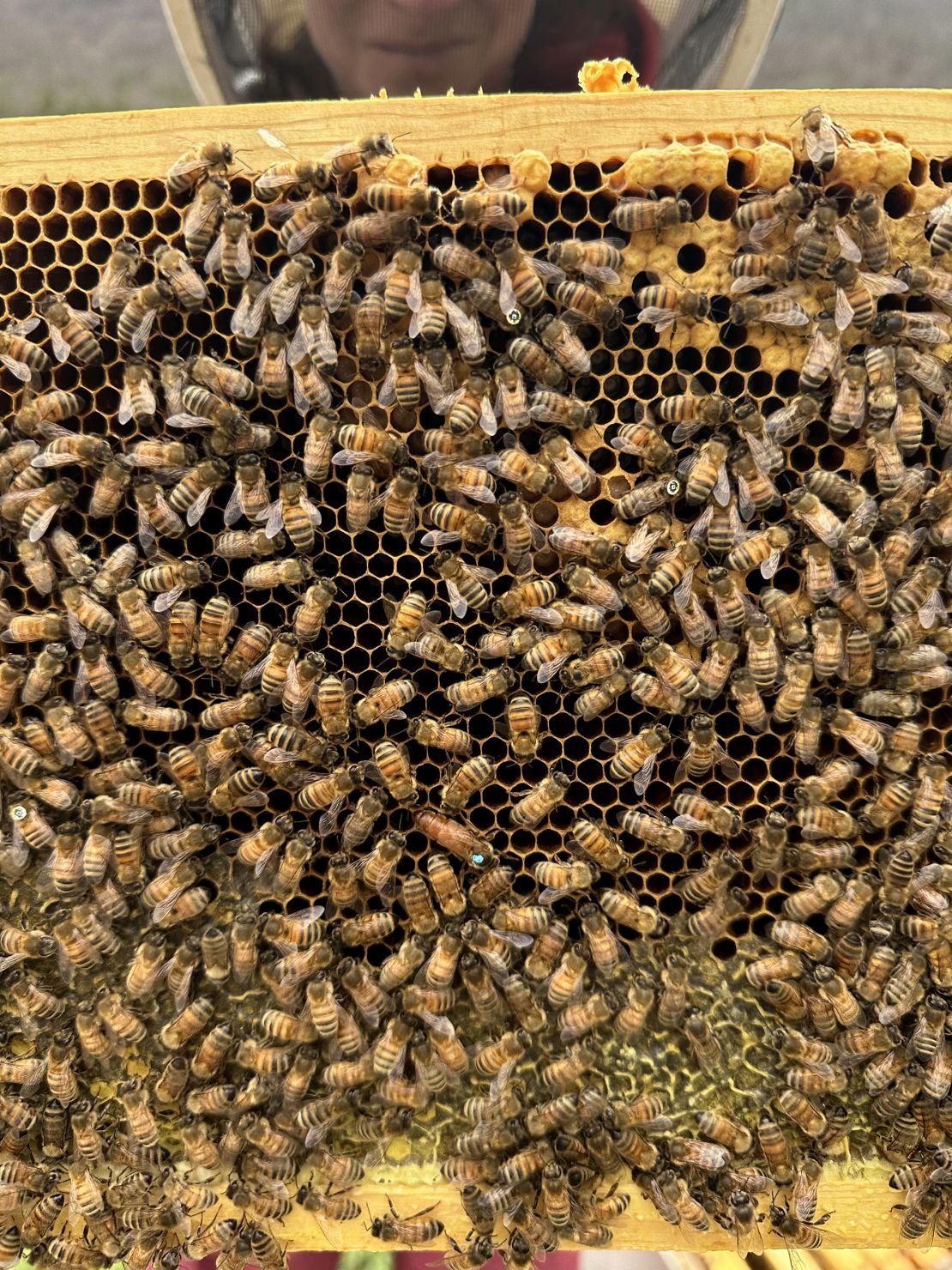Los investigadores revocaron el pequeño código QR a la parte posterior de la abeja.