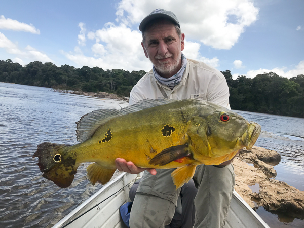 Kirk Winemiller, Ph.D. Cargue un pavón - Cichla cataractae - en 2018 en Guyana.