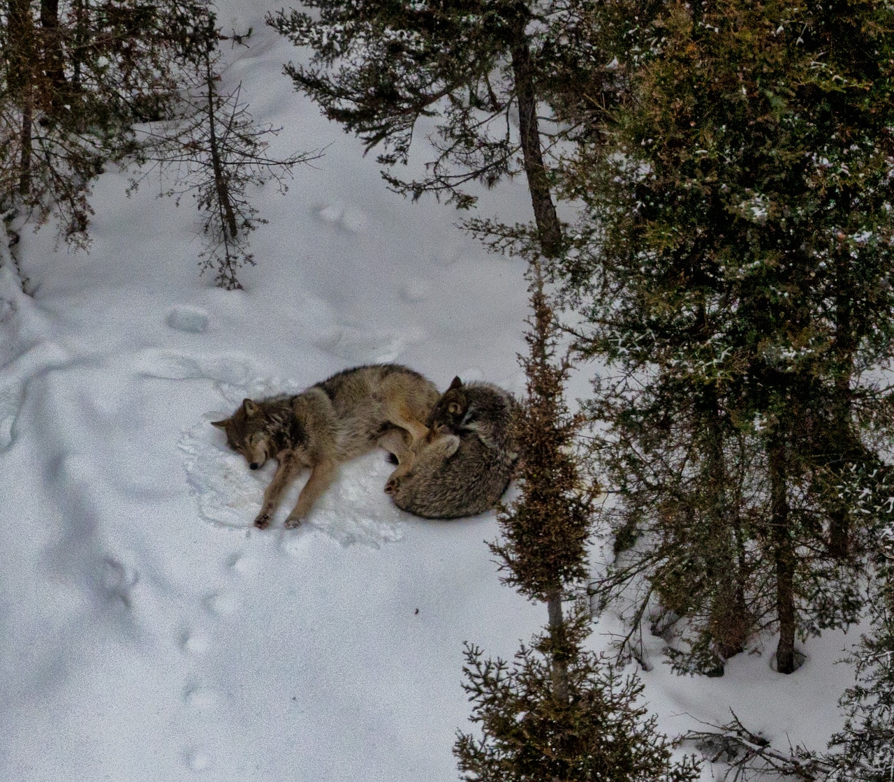Foto documental del lobo de Isle Royale mientras descansa