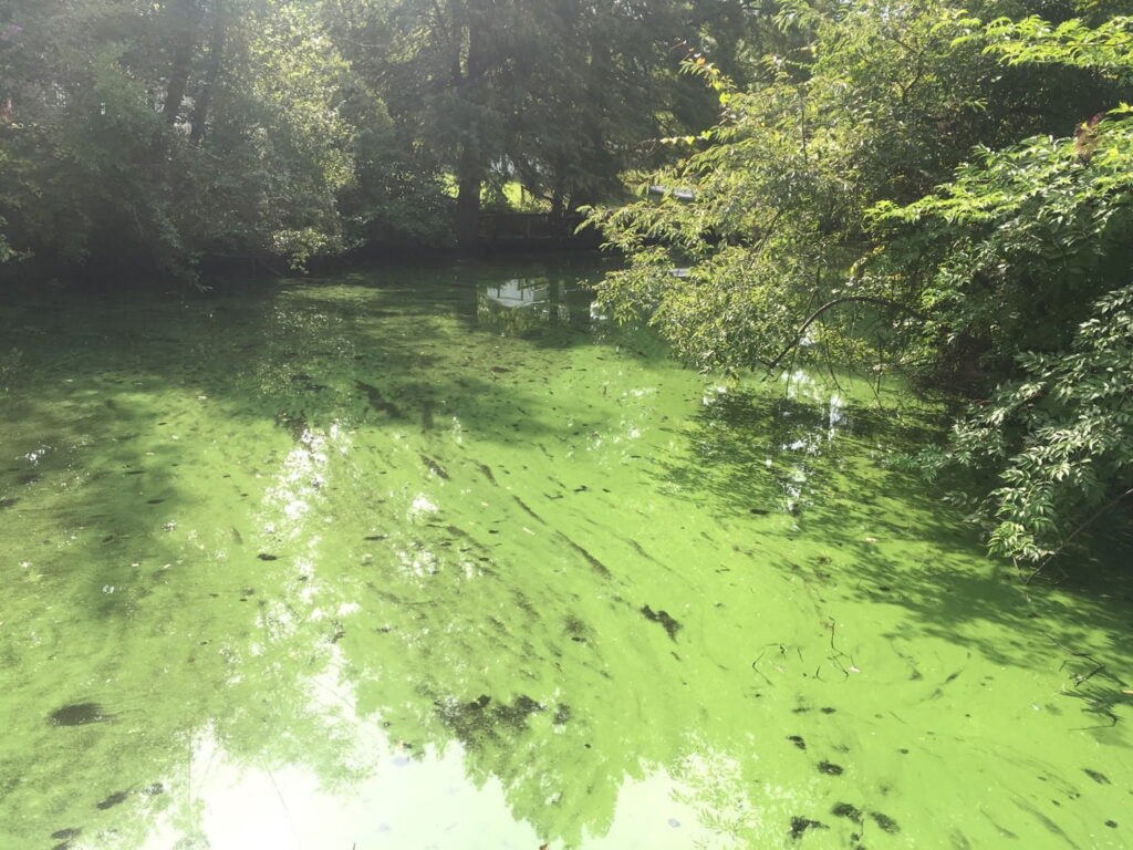 El cuerpo de agua está cubierto por una película de color verde brillante, que es una flor de alga.