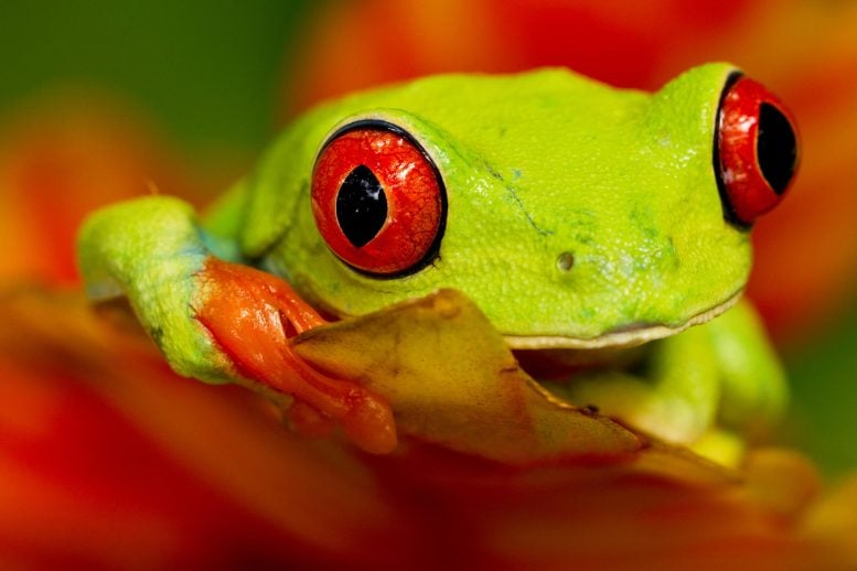 Rana de ojos rojos cerrada