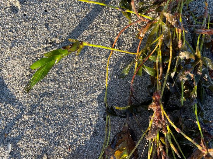 Semillas de Amphibolis antártico inmaduras adheridas a la planta madre